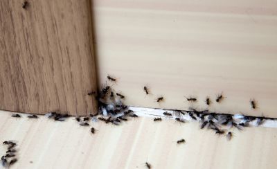 Ant Control Service in New Braunfels, TX