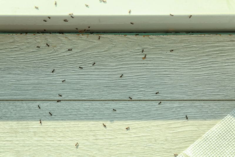 Ant Control Service in Rockwall, TX
