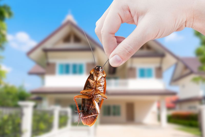 Cockroach Fumigation
