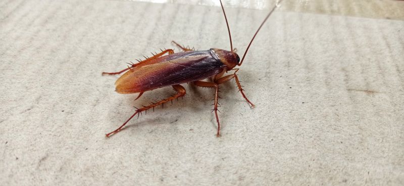Cockroach Fumigation