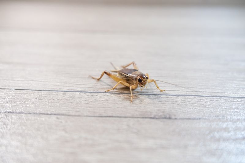 Cricket Control Service in Frisco, TX