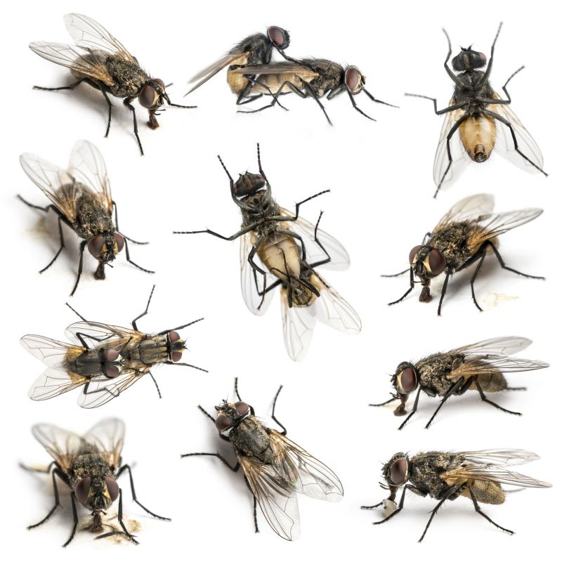 Fly Infestation Extermination in Fort Worth, TX