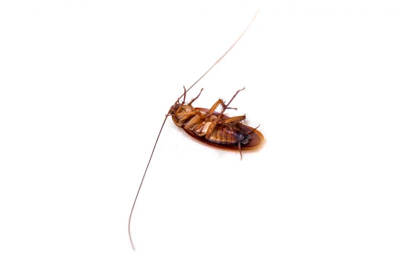 Health Risks Associated With Cockroaches Indoors
