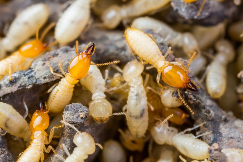 Termite Tenting in Winston Salem, NC