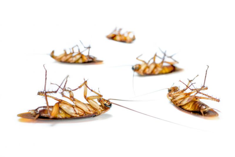 Why Roaches Are One Of The Most Persistent Household Pests