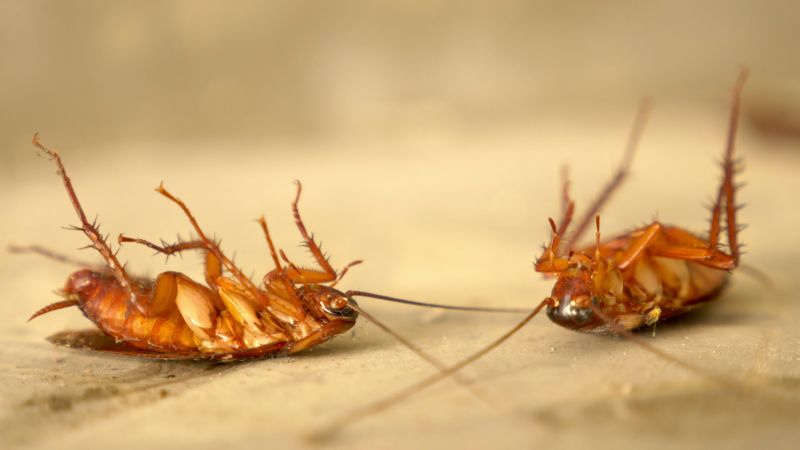 Why Roaches Are One Of The Most Persistent Household Pests
